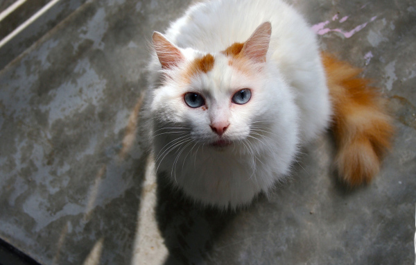 Преданный турецкий ван