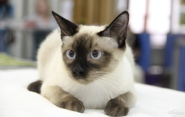 Ушастый кот меконгский бобтейл