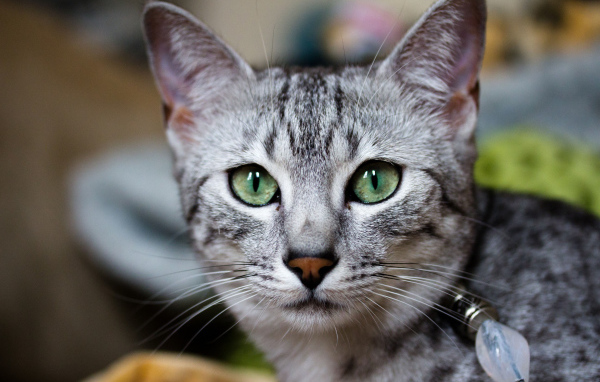 Кошка египетская мау