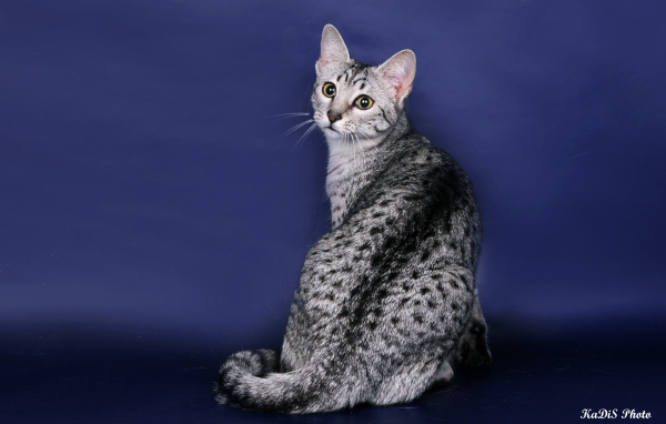 Египетская мау на синем фоне