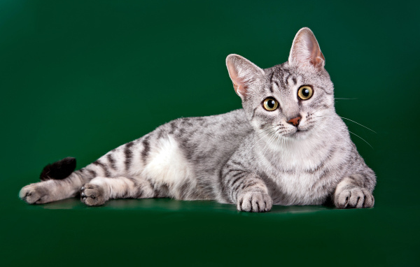 Египетская мау на зеленом фоне