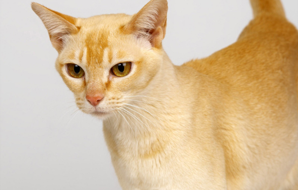 Выразительный глаза цейлонской кошки