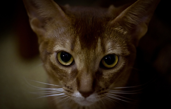 Глаза абиссинской кошки