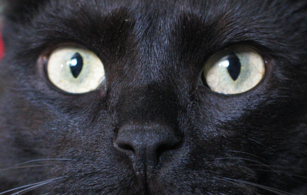 Глаза бомбейской кошки