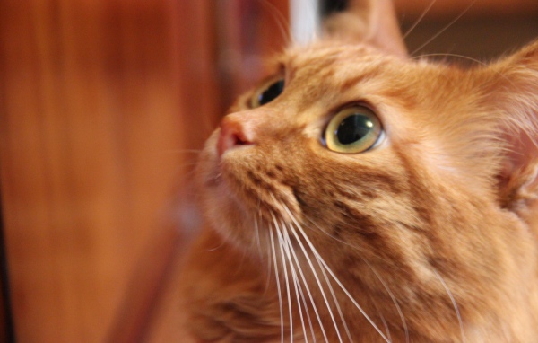 Глаза курильского бобтейла