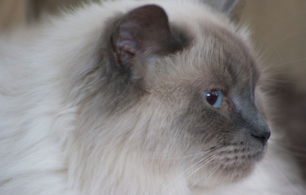 Пушистая гималайская кошка