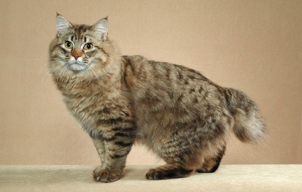 Пушистый японский бобтейл