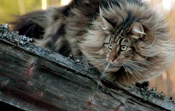 Пушистая норвежская лесная кошка