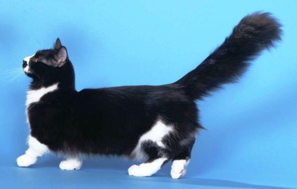 Пушистая кошка манчкин