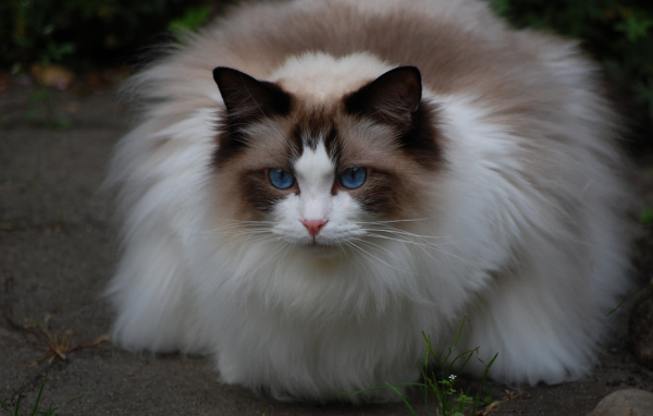 Пушистая кошка рэгдолл