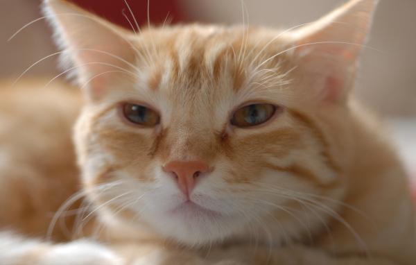 Пушистая рыжая европейская короткошерстная кошка