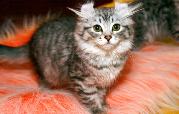 Пушистый котенок американский керл