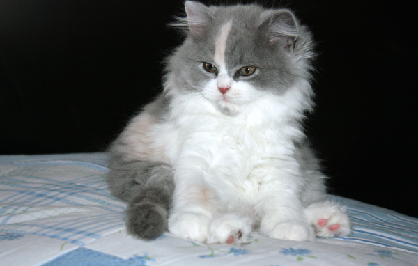 Пушистый котенок британской длинношерстной кошки