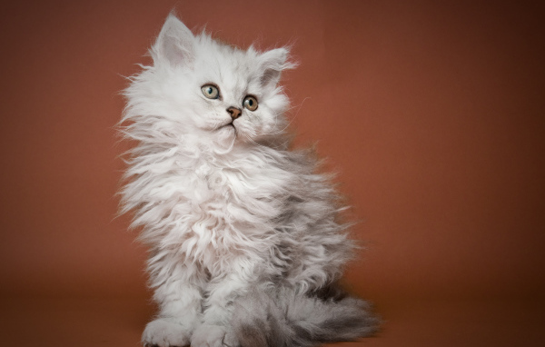 Пушистый котенок селкирк рекс