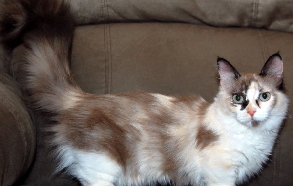 Пушистый хвост кошки манчкин