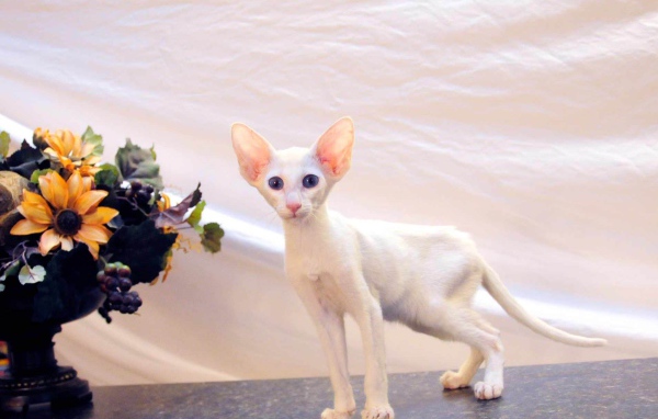 Котенок форин вайт