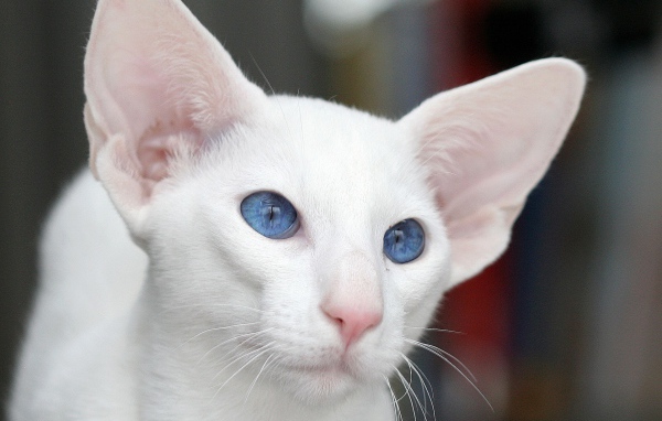 Голубоглазый форин вайт