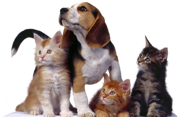 Четыре друга