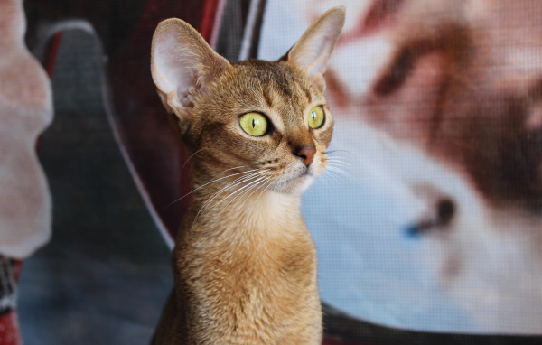 Забавный котенок абиссинки