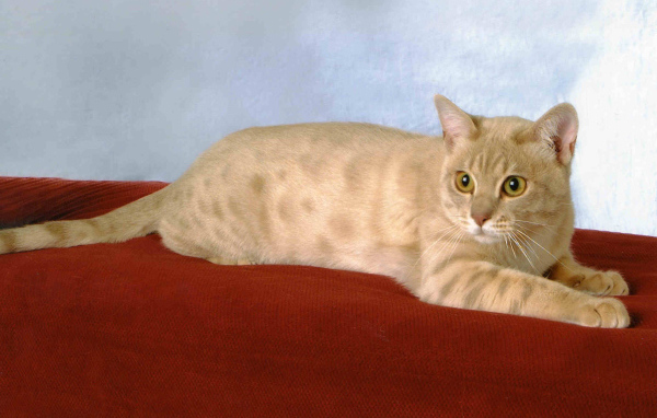 Забавный австралийский мист