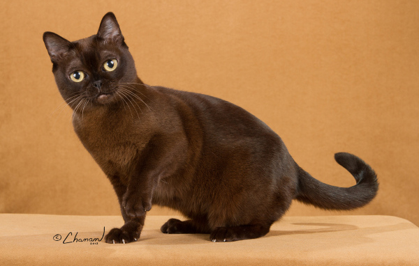 Забавная бурманская кошка