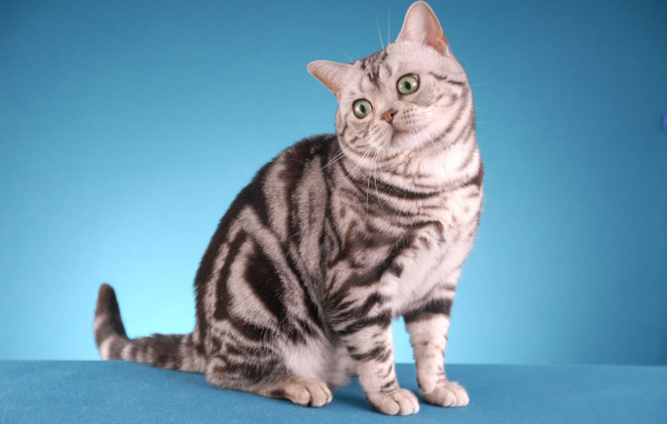 Забавная американская короткошерстная кошка