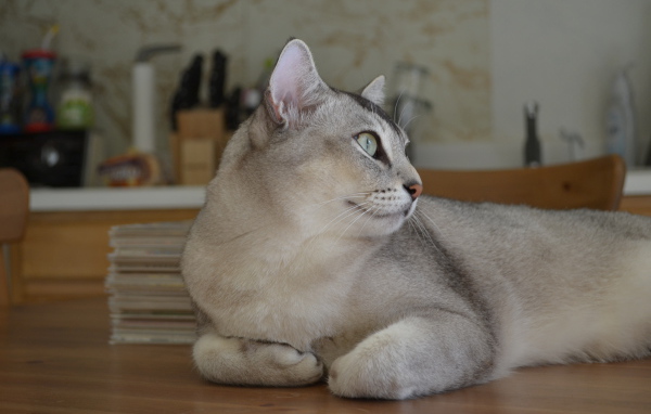 Забавная кошка бурмилла