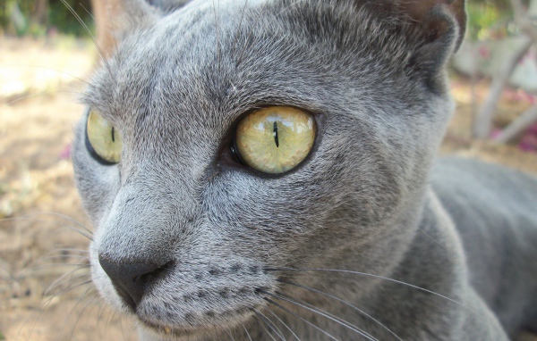 Забавный кот корат