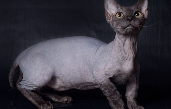 Забавный кот минскин