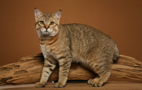 Забавный кот пиксибоб