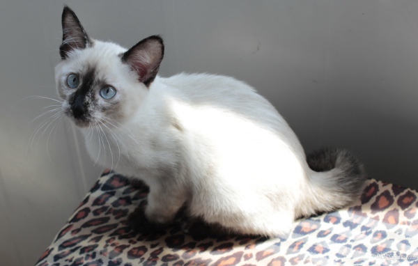 Забавный котенок меконгский бобтейл