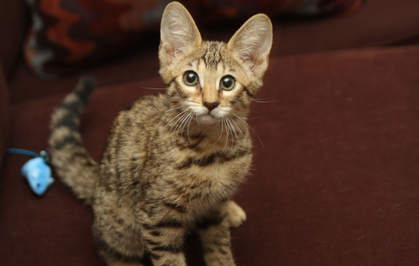 Забавный котенок саванна