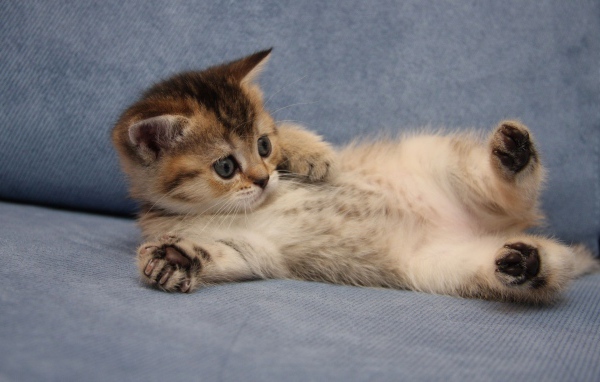 Забавный котенок турецкий ван