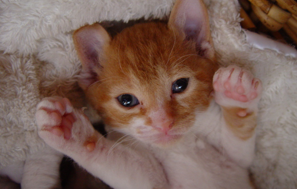 Котенок немецкий рекс