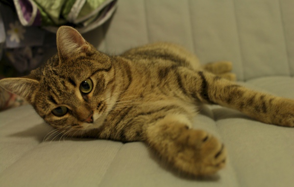 Рыжая европейская короткошерстная кошка