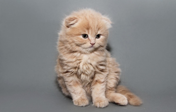Рыжий котенок шотландской кошки