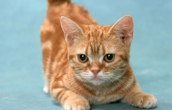 Рыжий котенок манчкин