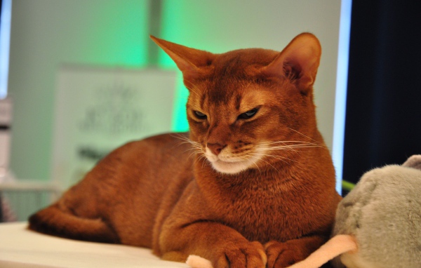 Хмурая абиссинская кошка
