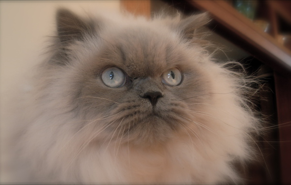 Хмурая гималайская кошка