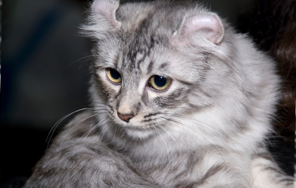 Серый американский керл