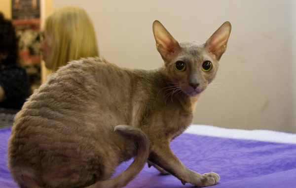 Серый корниш рекс