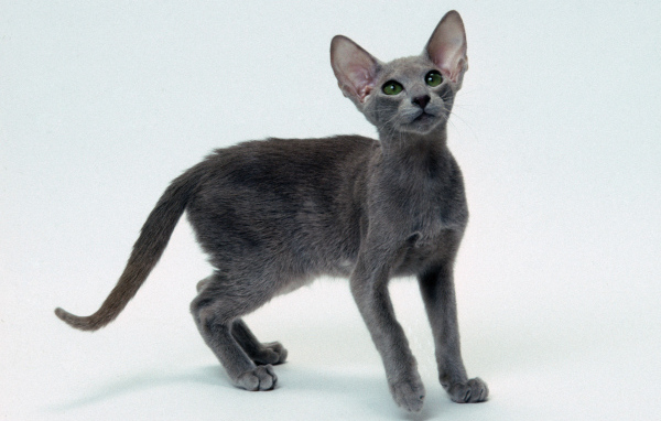 Серый котенок ориентальной короткошерстной кошки