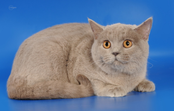 Серая шотландская кошка