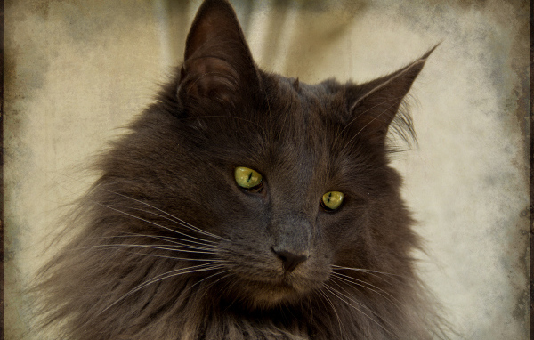 Зеленоглазая норвежская лесная кошка