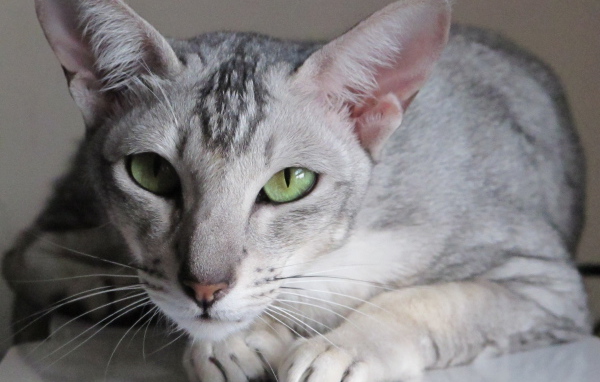 Зеленоглазая ориентальная короткошерстная кошка