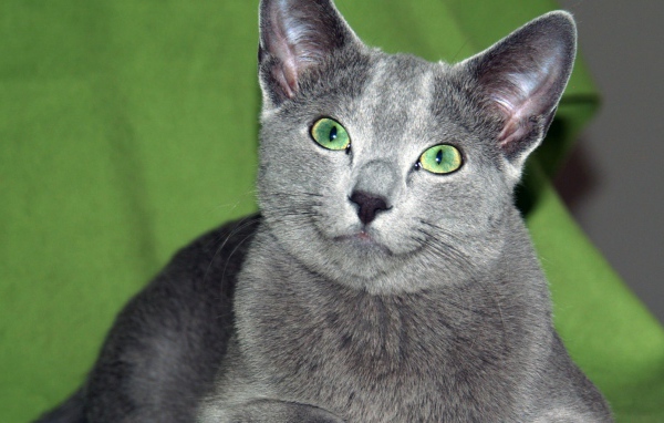 Зеленоглазая русская голубая кошка