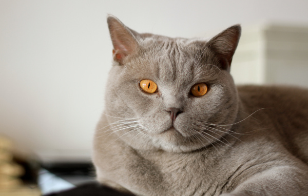Серая британская короткошерстная кошка