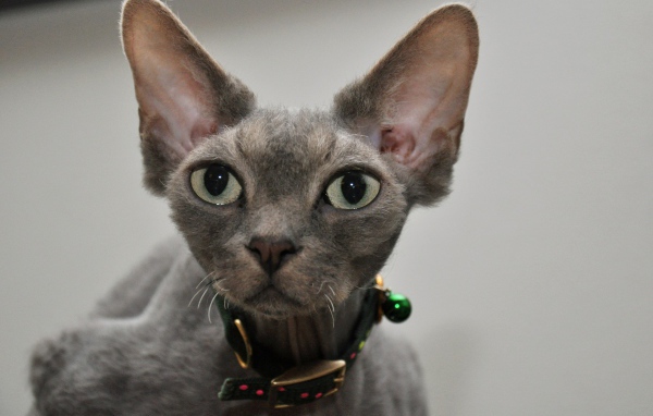 Серый девон-рекс