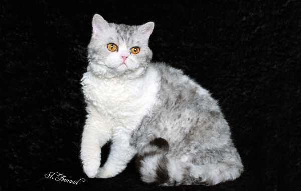 Серый селкирк рекс