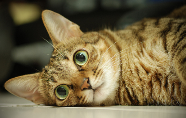 Серый кот с большими глазами